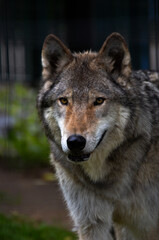  gray wolf portrait