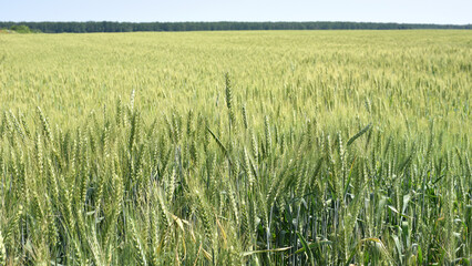 Wall Mural - spikelets. Fresh green young unripe juicy spikelets of wheat on a blurred green field. Oats, rye, barley. harvest in spring or summer, closeup of a field. agricultural field, agriculture, farmland