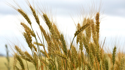 Wall Mural - spikelets of golden wheat in the field. Ripe big golden ears of wheat on a yellow background of the field. nature. The idea of a rich summer harvest, agriculture, agro-industrial complex for food.