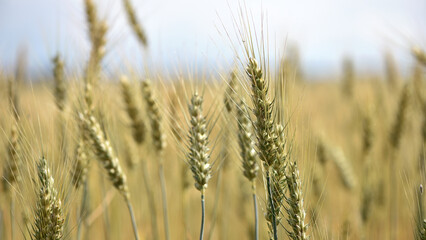 Wall Mural - spikelets of golden wheat in the field. Ripe big golden ears of wheat on a yellow background of the field. nature. The idea of a rich summer harvest, agriculture, agro-industrial complex for food.