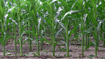 Wall Mural - green corn leaves. Corn farm. photo of corn field. concept of good harvest, agricultural. Field of corn in spring or early summer. industrial background. close-up