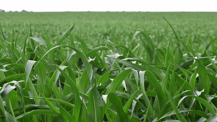 Wall Mural - green corn leaves. Corn farm. photo of corn field. concept of good harvest, agricultural. Field of corn in spring or early summer. industrial background. close-up