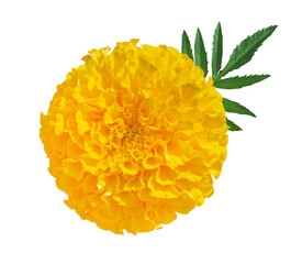 beautiful yellow marigold flower isolated on transparent background. indian flowers for traditional 