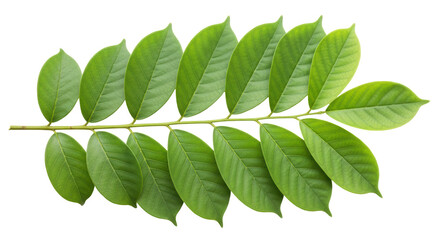 isolated branch