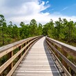 © Ayah - Wooden boardwalk through a sunny forest