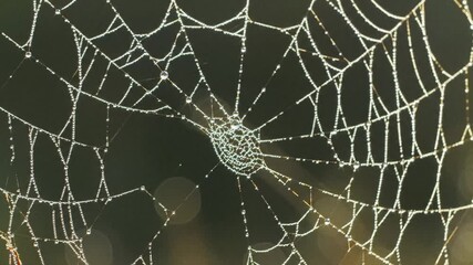 Spiderweb glistening with dew drops in early morning light creating a natural intricate pattern and design in nature