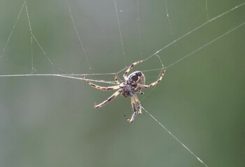 spieder closeup on web along brembo river