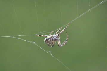 spieder closeup on web