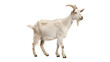 © Anatoli - White goat standing on a plain background during daylight with a healthy appearance on a transparent background