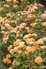 Wall Mural - massif de rosiers couleur orangé