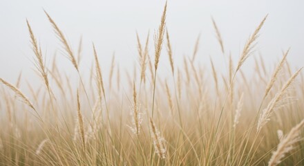 Naklejka na meble Dreamy shot of tall, feathery beige grasses.

