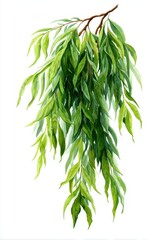 weeping willow branch. botanical illustration of willow tree with hand drawn details