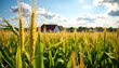 © Render Republic - Close up of golden corn stalks in sunny farmland. Perfect for agriculture, farm-to-table, rural living, and crop industry marketing.