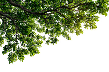 green tree branches and leaves against transparent background, creating a natural and fresh feel