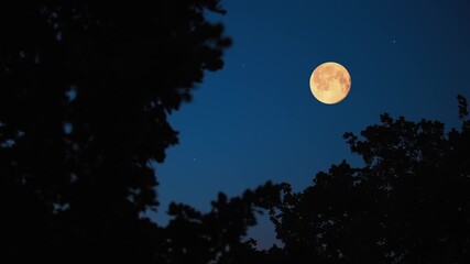 Wall Mural - full moon with stars, planets and tree silhouettes
