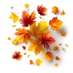Poster - Autumn fall banner with falling maple leaves . Flying color leaves, on white background
