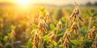 © GiftedFrames - Golden Hour Soybean Field Ripe Pods Glistening in the Warm Sunset Light