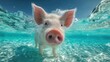 © Georg - Cute pig swimming in turquoise water under bright blue sky in a tropical setting during sunny daytime