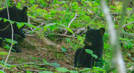 black bear cubs