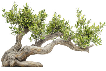 A gnarled olive tree branch with green leaves isolated on transparent background