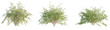 © DH Tree Stock - Kolkwitzia amabilis Tree cutout transparent background