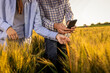© Mediteraneo - A Thai female farmer and a senior male farmer closely inspect the quality of golden wheat in the field.