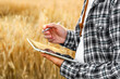 © tanitost - a man on a farm, using a tablet to monitor a wheat field. modern agriculture and technology, grain harvest
