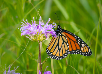 Wall Mural - Monarch Butterfly on Monarda