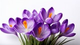 isolated violet crocus flowers symbolizing spring and renewal