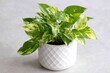 © VolumeThings - Golden pothos in a white ceramic container is a favored decorative plant