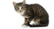 ©  Yassine DS - Brown tabby cat crouching low ready to pounce hunting position on white background isolated studio pet photography for commercial use