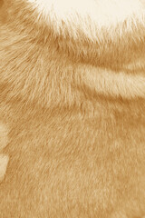 Wall Mural - Brown hair texture natural background