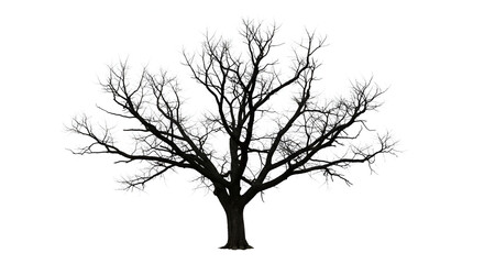 isolated silhouette of a bare tree on a white background creates dramatic contrast