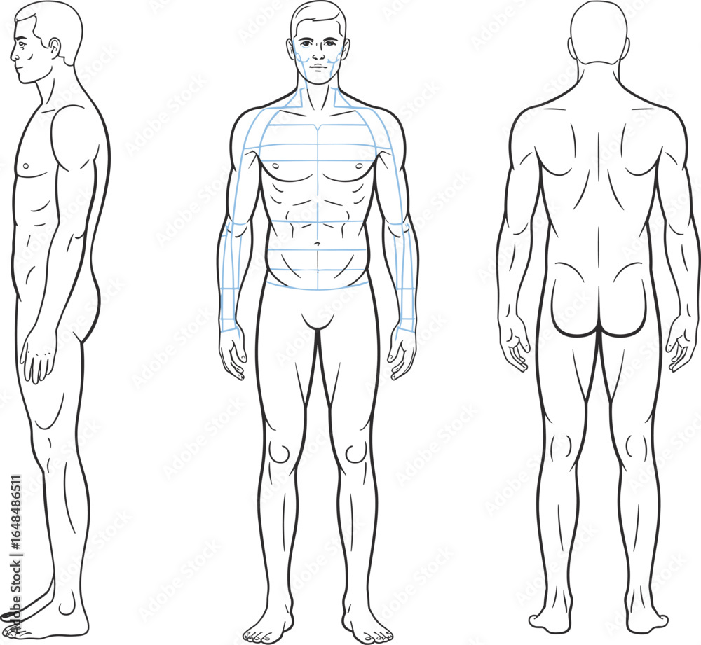 Male human body anatomy front, side, and back view, CAD drawing flat ...