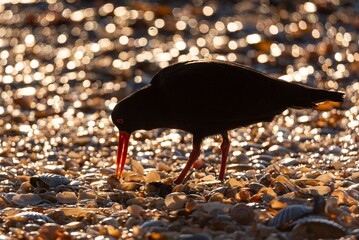 Wall Mural - sooty oystercatcher with a red beak forages on a pebble beach near mount maunganui, new zealand.