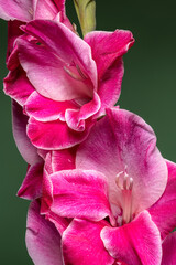 Wall Mural - Vibrant close-up of a pink gladiolus flower against a green background