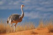 © Olena - Ostrich in Natural Habitat: Strolling on Dune Beneath a Crisp Blue Sky in South Africa's Kalahari Desert