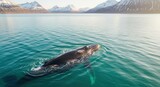 Majestic whale in tranquil arctic waters. Snowy mountains frame serene scene