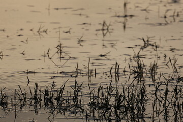 Wall Mural - green reeds reflect in the calm lake at sunset