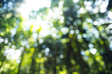 Green, blurred, forest bokeh background, no people