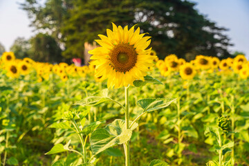 Wall Mural - golden sunflowers field at blooming farm agricultural summer sunset and bright sun lights background
