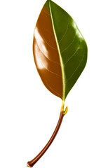 Wall Mural - Single leaf transitioning from green to brown on a white background, cut out transparent