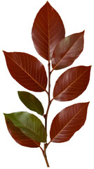 Wall Mural - Branch with changing autumn leaves shows gradual color transition from green to brown, cut out transparent