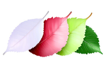 Wall Mural - four smoothly curved leaves showing color progression from white to green, cut out transparent