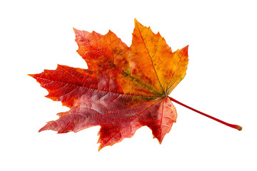 beautiful autumn maple leaf with vibrant colors