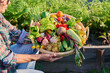 © Valerii Honcharuk - Basket with harvest of fresh vegetables herbs edible flowers in hands of female in garden