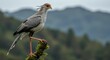 ©  Yassine DS - Secretary Bird Perched on a Vertical Mossy Stump against a Green Mountain Landscape, Isolated Raptor Subject for Environmental Design