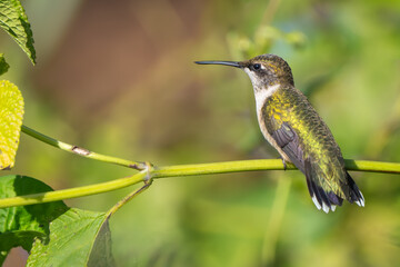 Wall Mural - a close-up of a female ruby-throated hummingbird