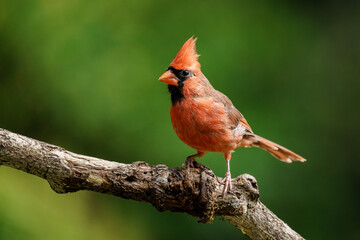 Wall Mural - a male cardinal perched on a tree branch