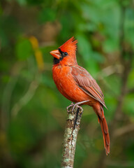 Wall Mural - a male cardinal perched on a tree branch